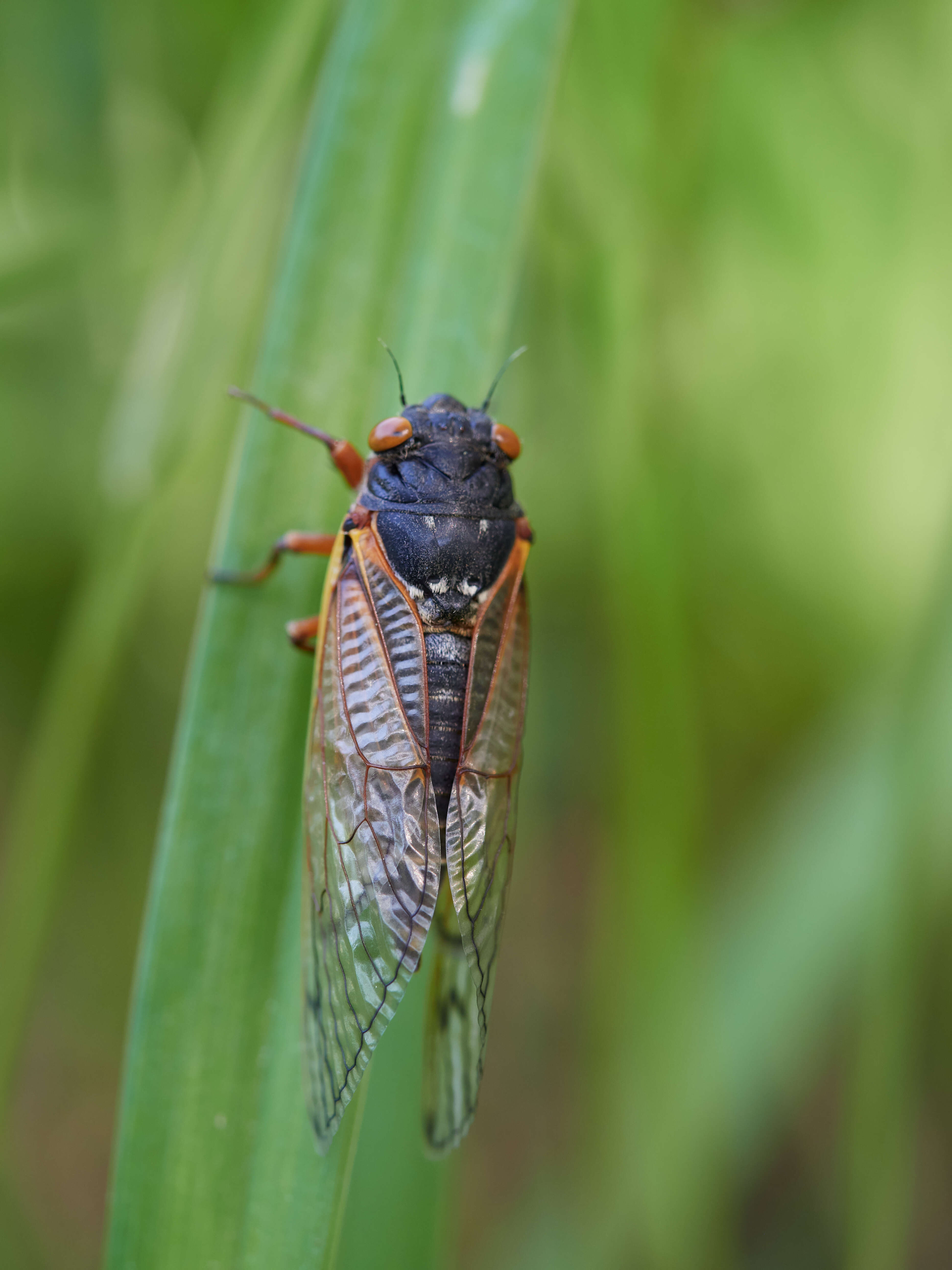 Image of Decim Periodical Cicada