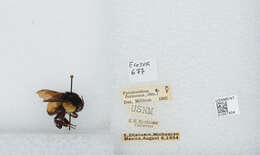 Bombus ephippiatus Say 1837 resmi