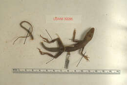 Image of Saint Lucia tree lizard