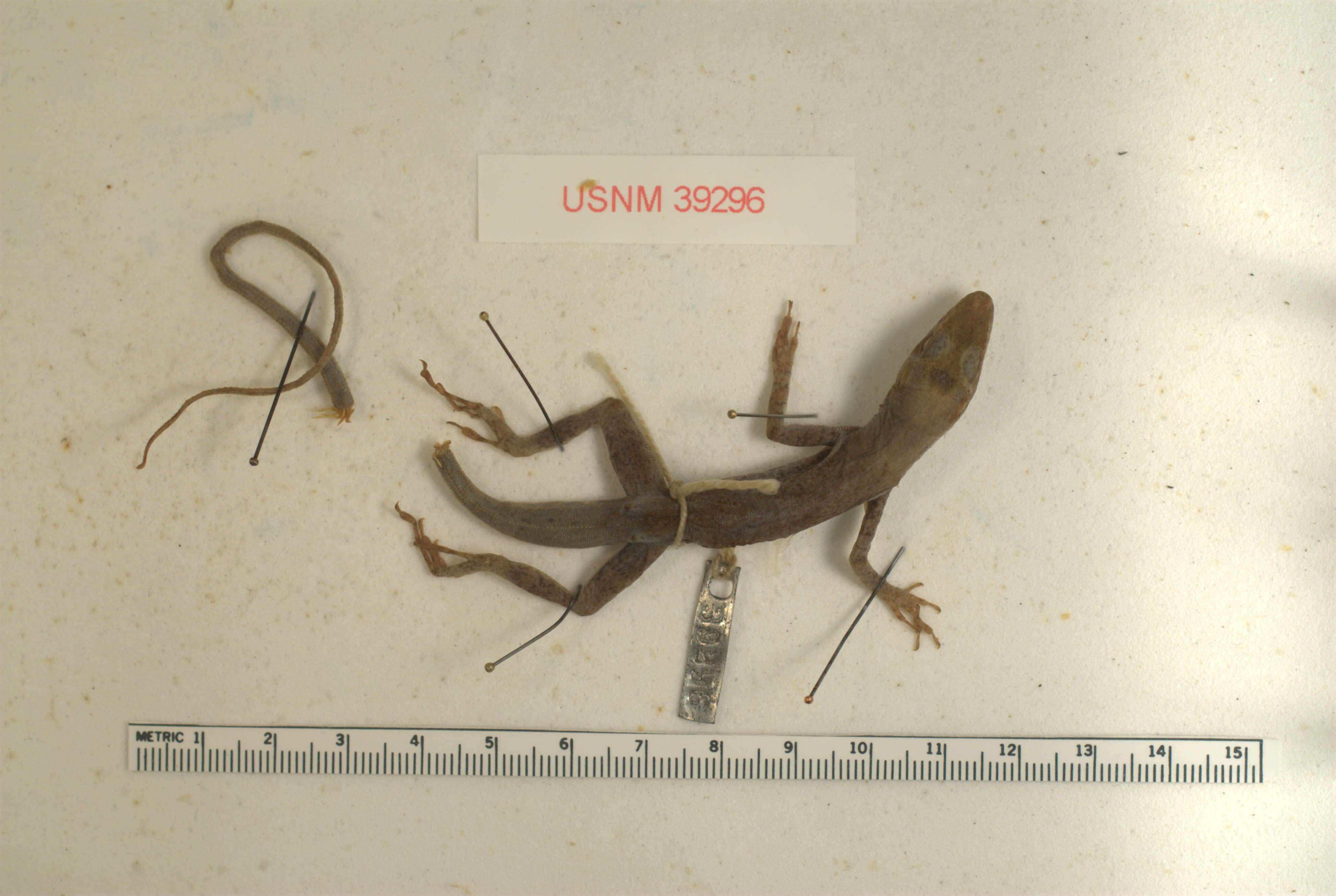 Anolis luciae Garman 1887的圖片