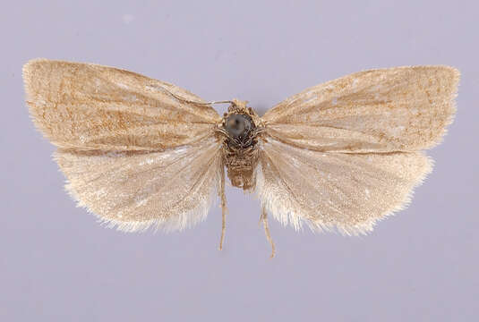 Image of Aphelia gregalis Razowski 1981