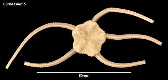 Ophiuroglypha carinifera (Koehler 1901) resmi