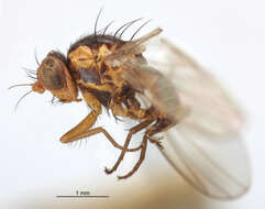 Image of Liriomyza braziliensis Frost 1939