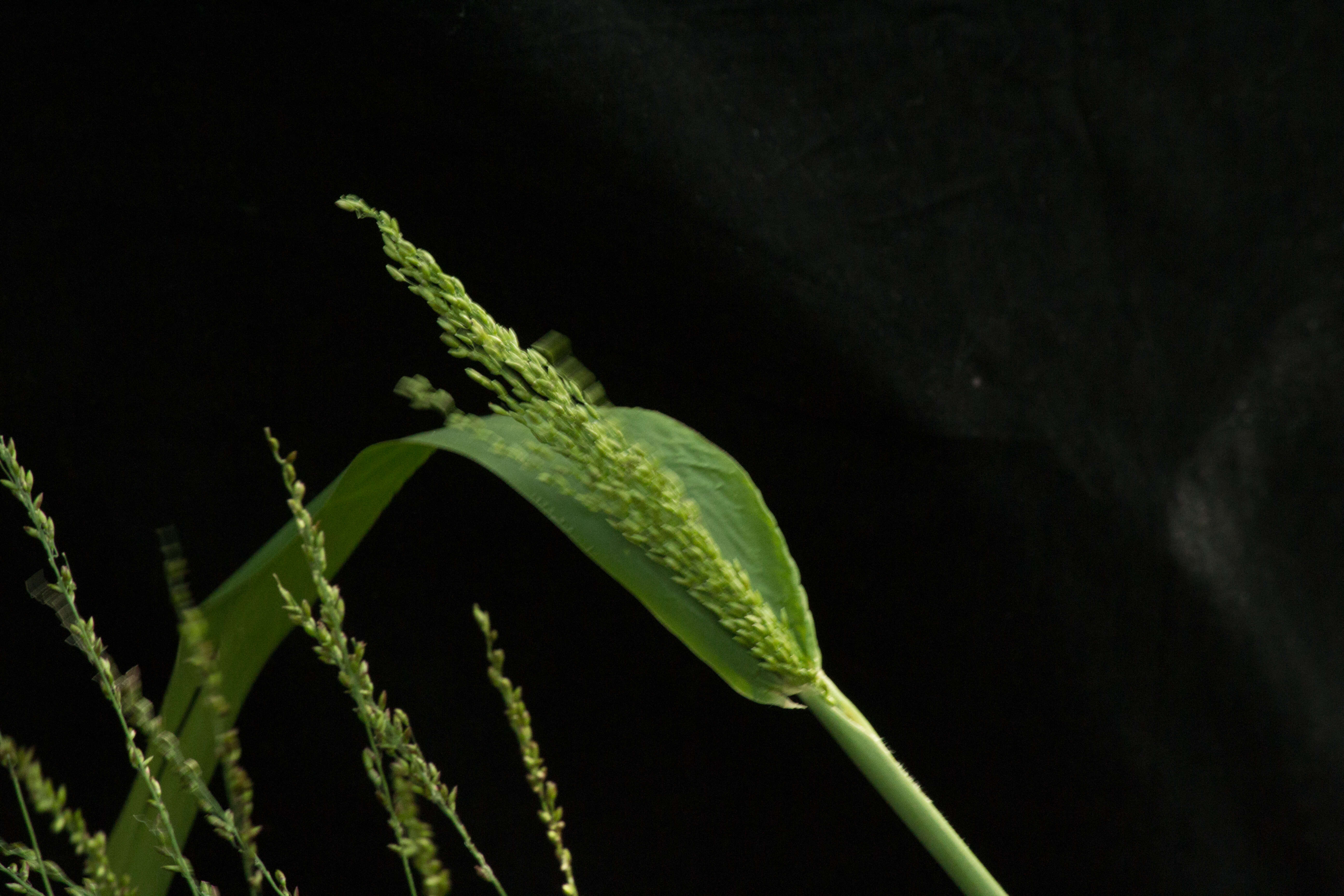 Image of Panicum