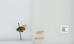 Image de Bombus sitkensis Nylander 1848