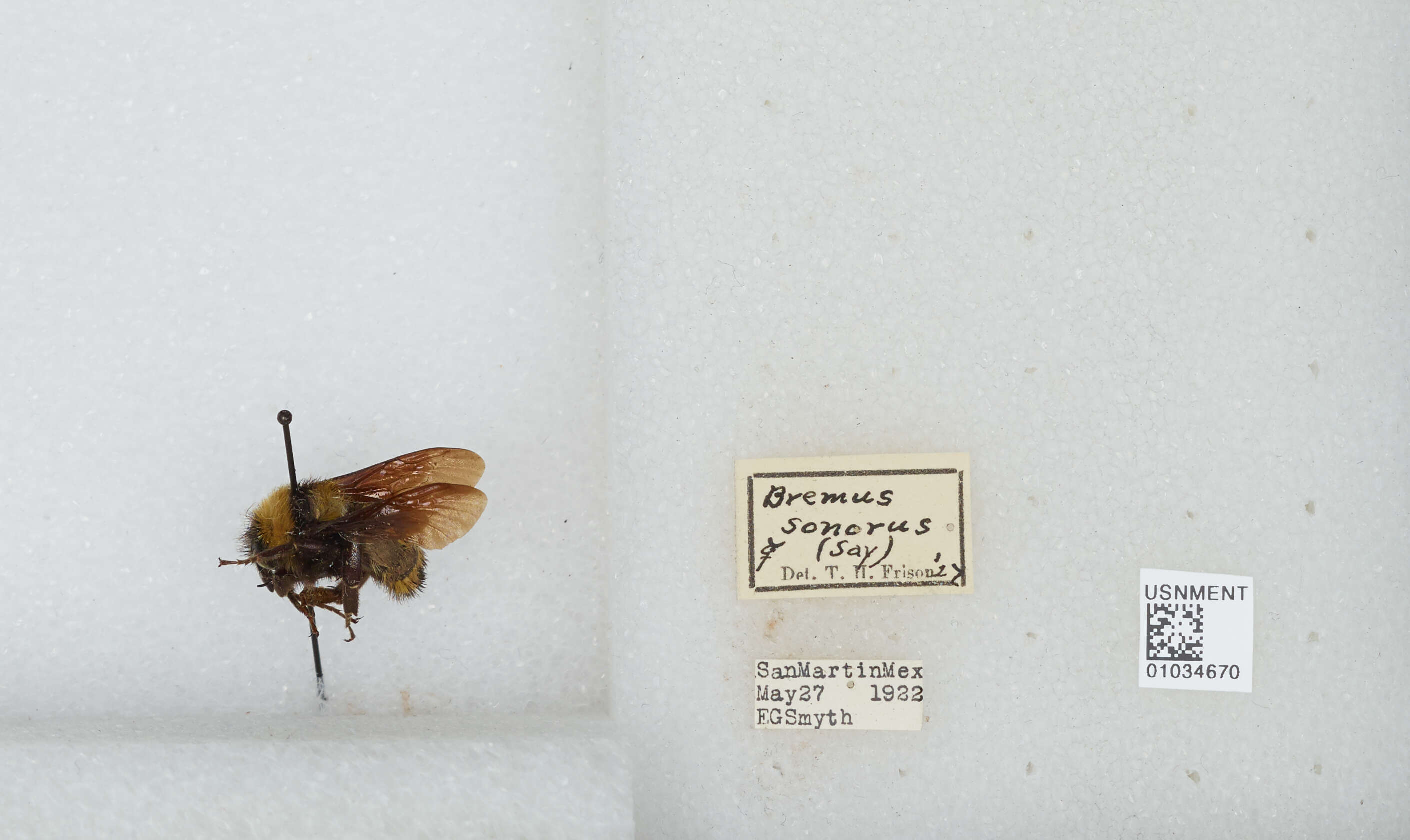 Image of Sonoran Bumble Bee