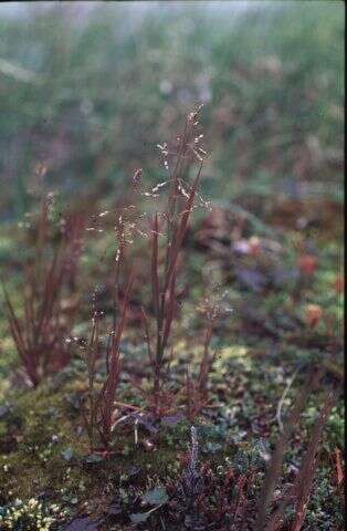 Image of pendantgrass