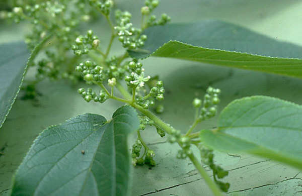 Image of Trema orientale (L.) Blume