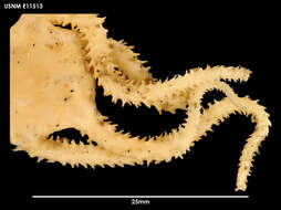 Image of Ophiomyxa vivipara Studer 1876