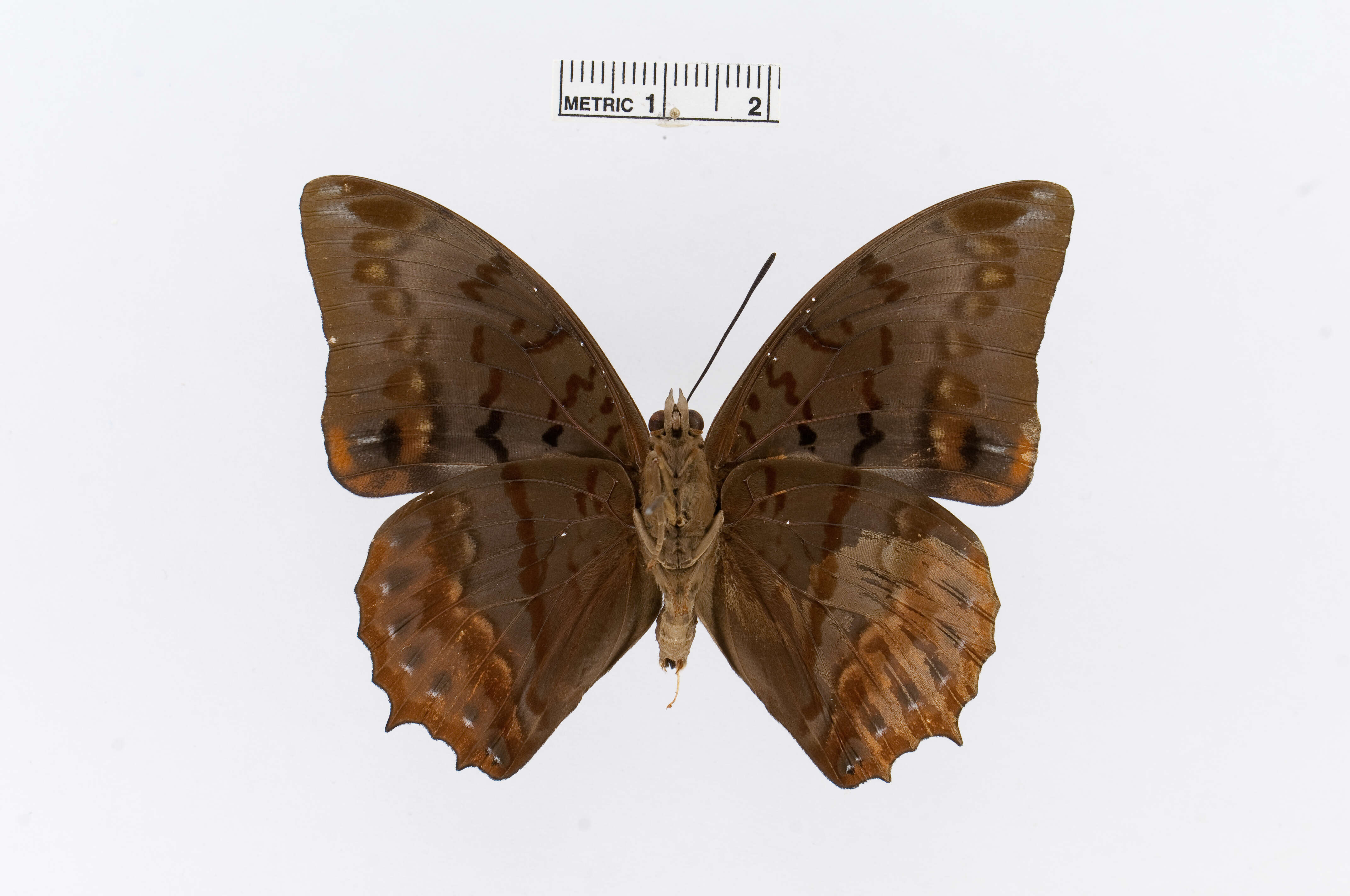 Image of Charaxes protoclea Feisthamel 1850