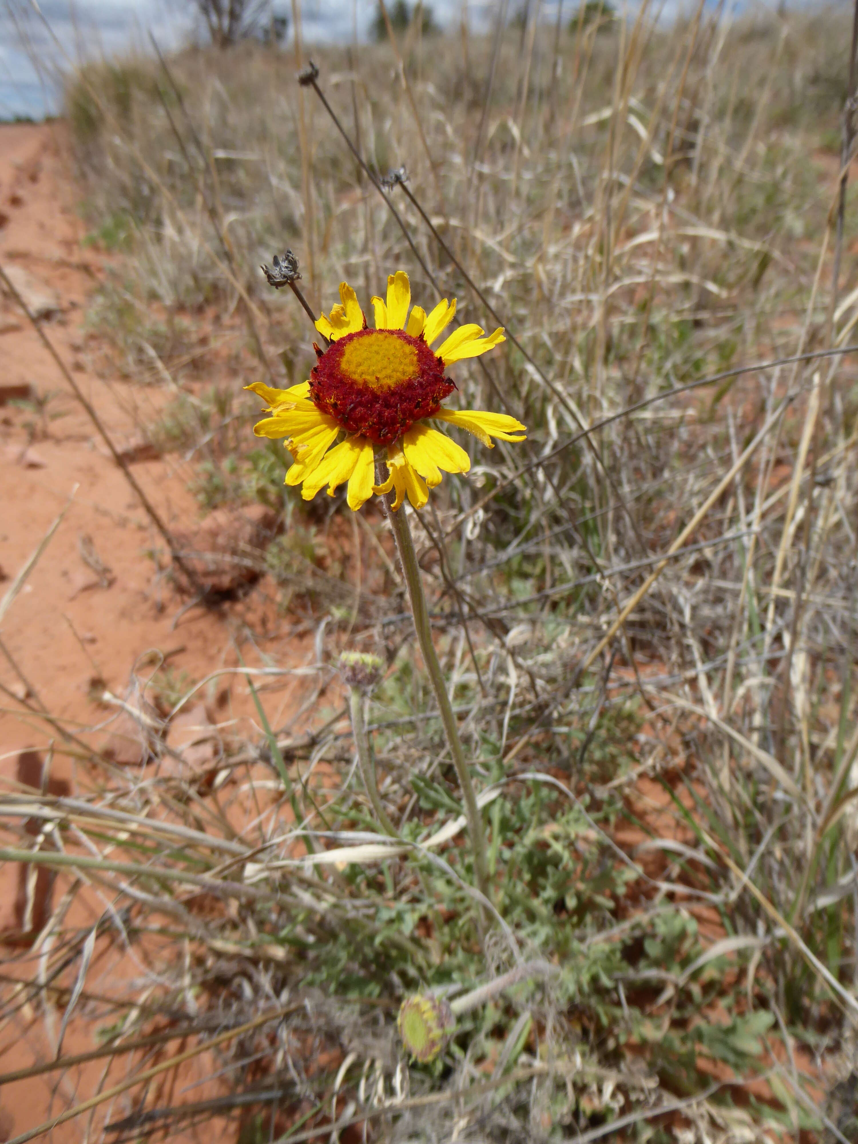 Image de Gaillardia Foug.