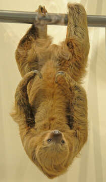 Image of two-toed sloths