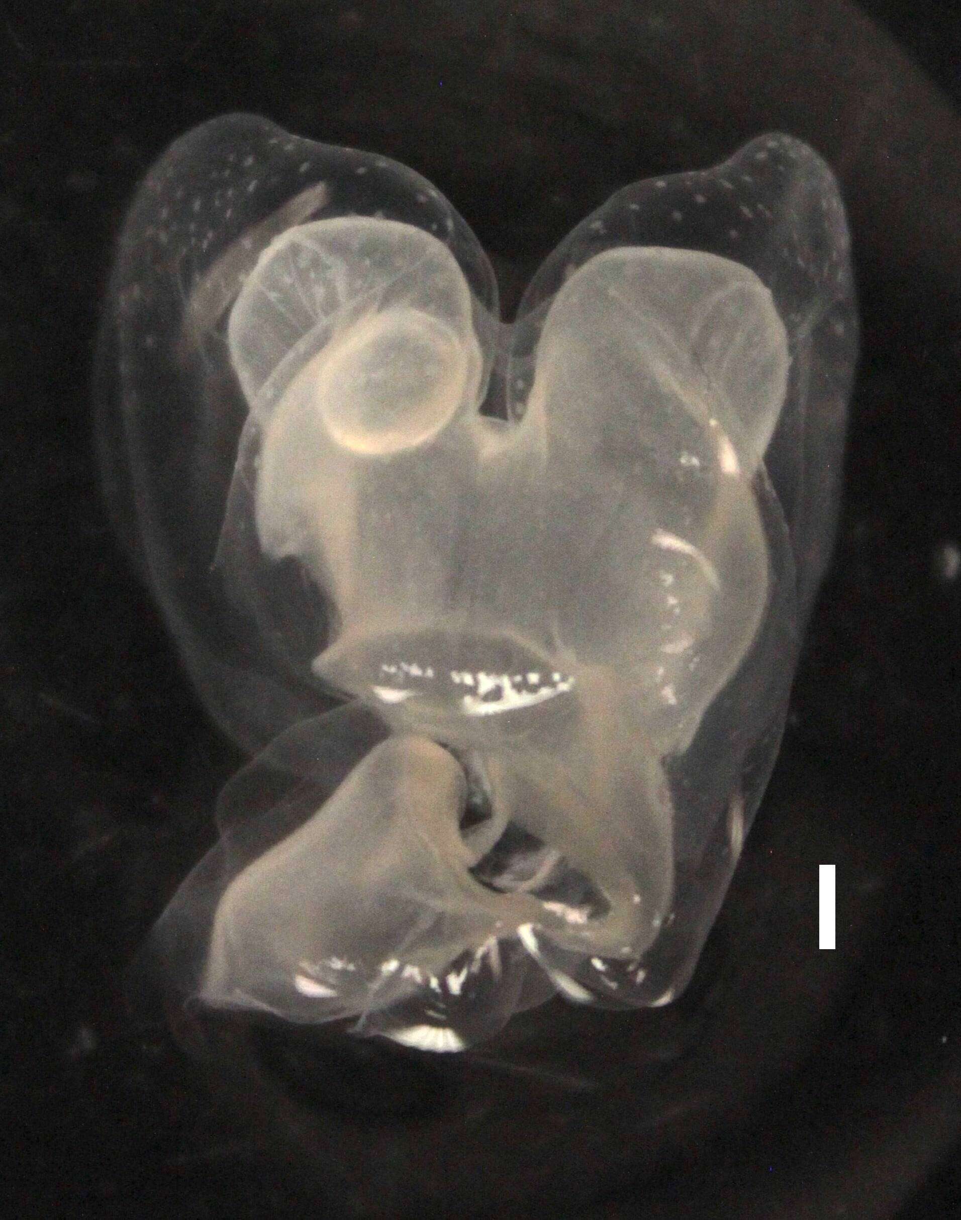 Image de Apolemia lanosa Siebert, Pugh, Haddock & Dunn 2013