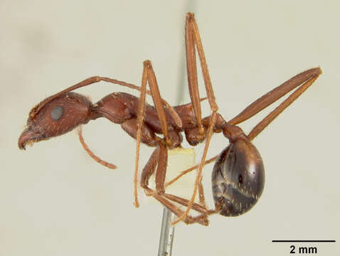 Image of Aphaenogaster Mayr 1853