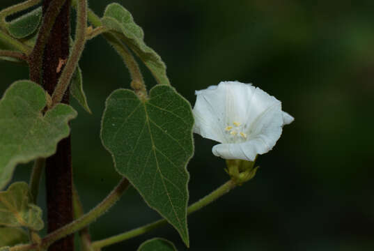 Image of Jacquemontia polyantha (Cham. & Schltdl.) Hall. fil.