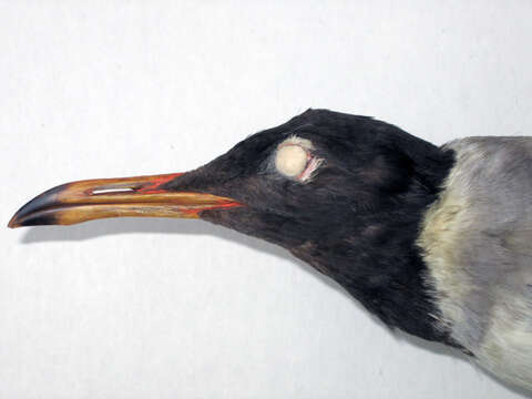 Image of Red Sea black-headed gull