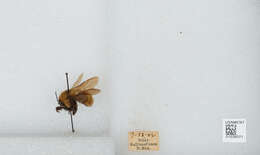 Слика од Bombus sonorus Say 1837