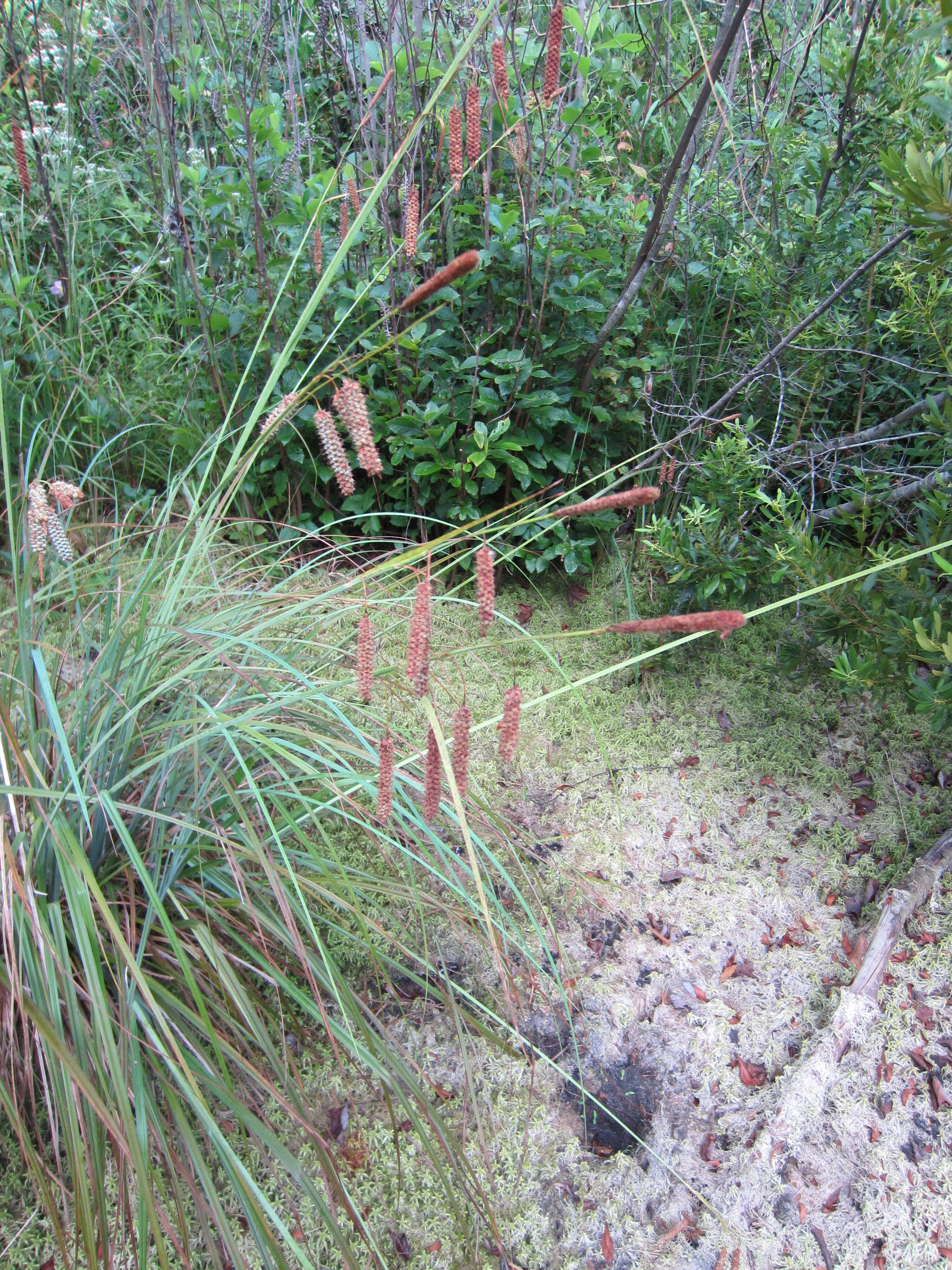 Image of southern waxy sedge