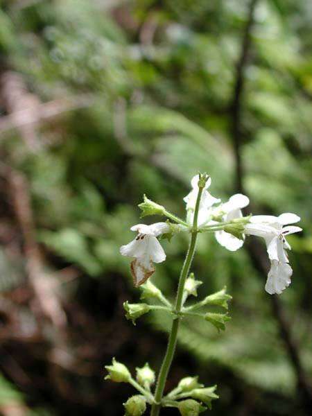 Phyllostegia electra C. N. Forbes resmi