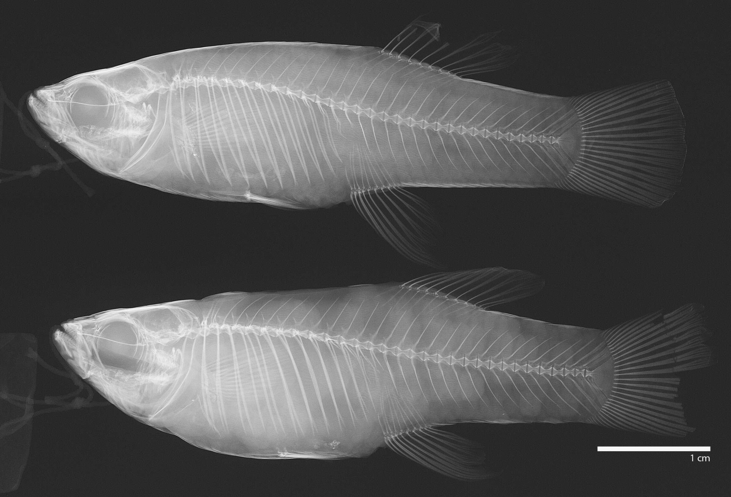 Image of Priapichthys