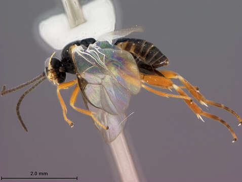 Image of Alphomelon winniewertzae Deans 2003