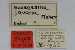 Image of Egesina javanica Breuning 1961