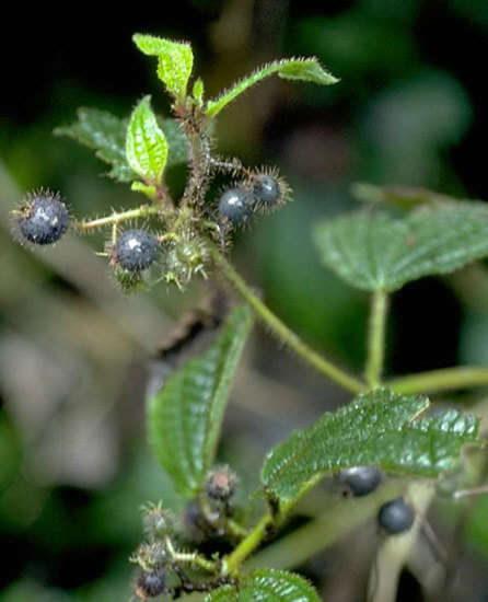 Image of Velvet tree