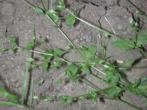 Image of common chickweed