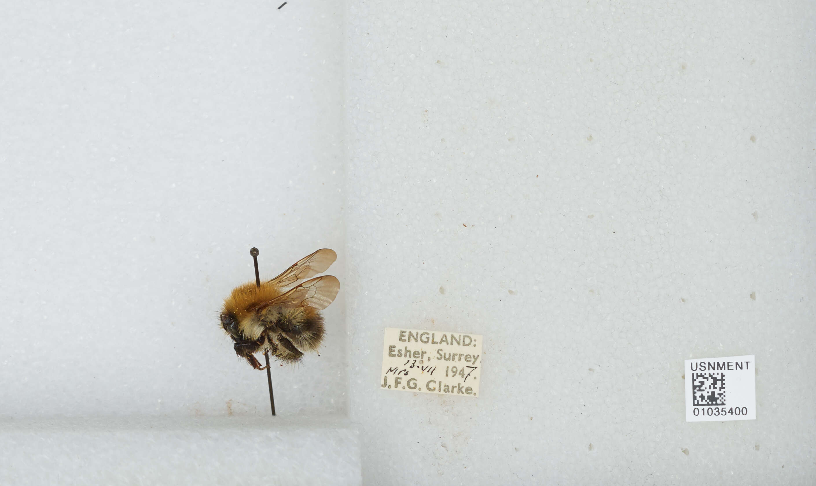 Image of Common carder bumblebee