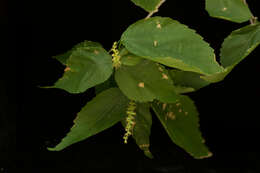 Image of Acalypha schiedeana Schltdl.