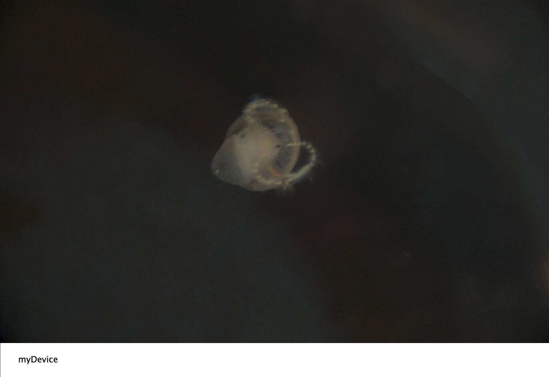 Image of Common slipper shell