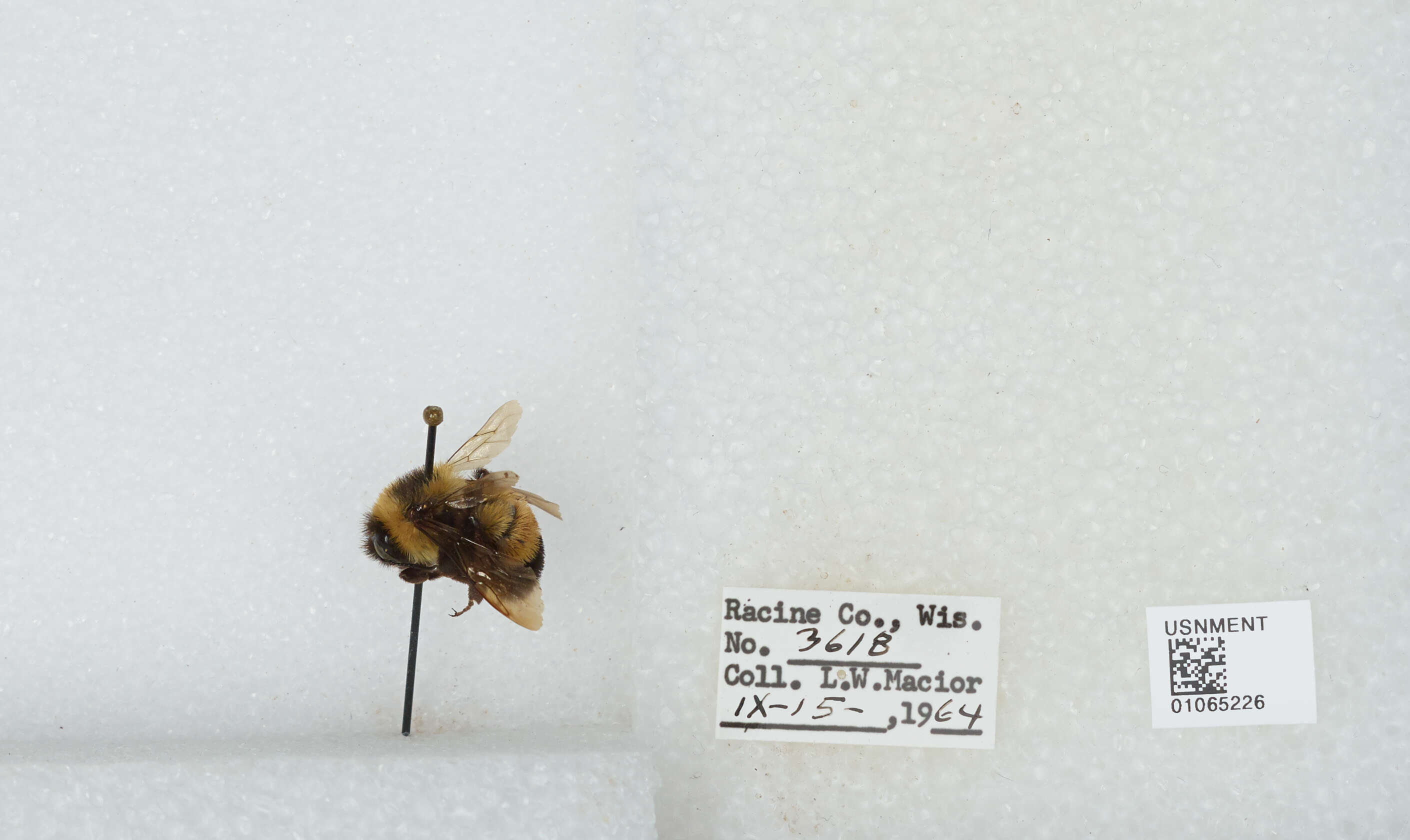 Слика од Bombus affinis Cresson 1864