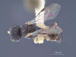 Image of Rhopalum pedicellatum Packard 1867