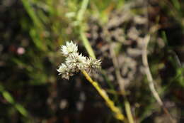 Image of Polygala balduinii Nutt.