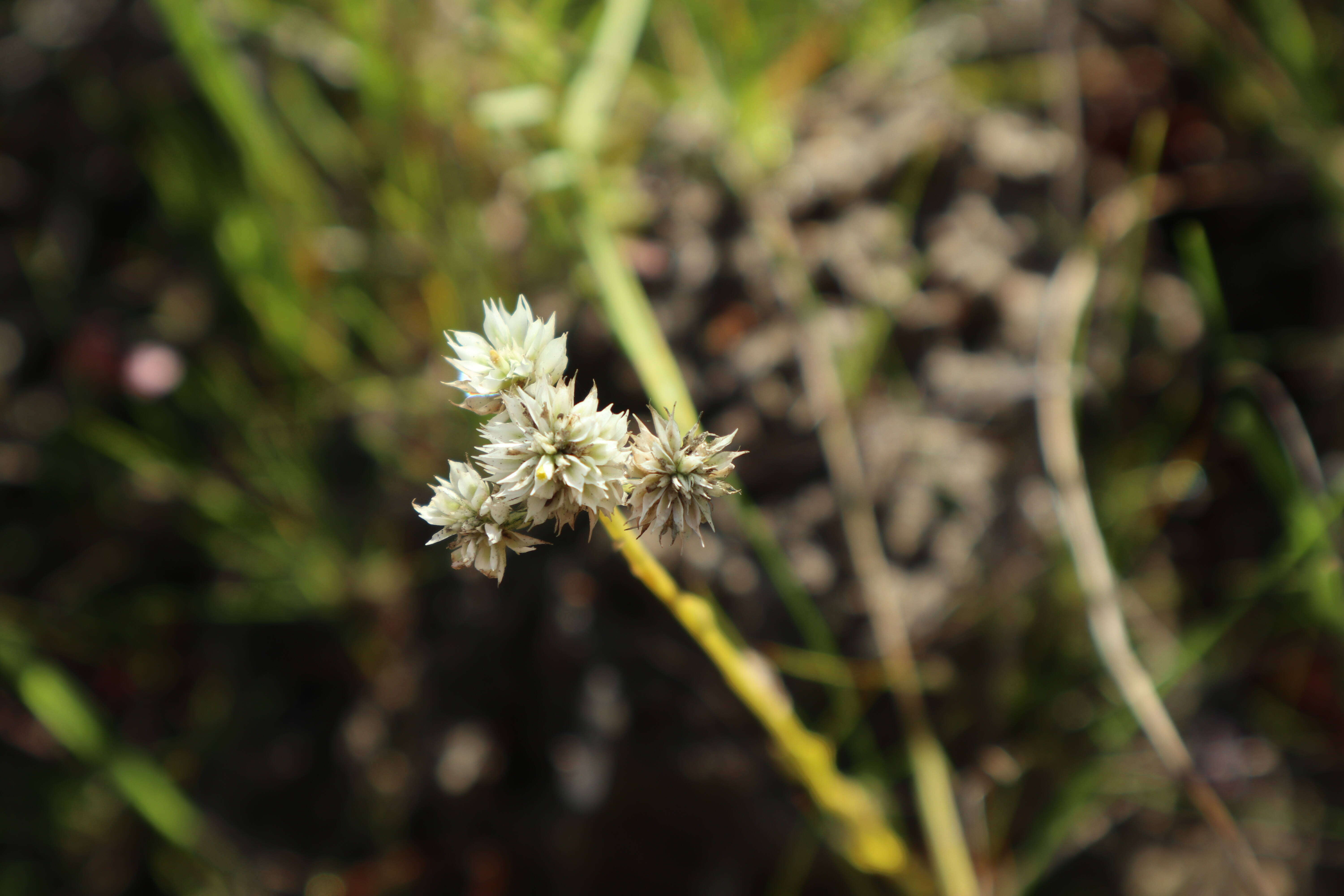 Imagem de Polygala balduinii Nutt.