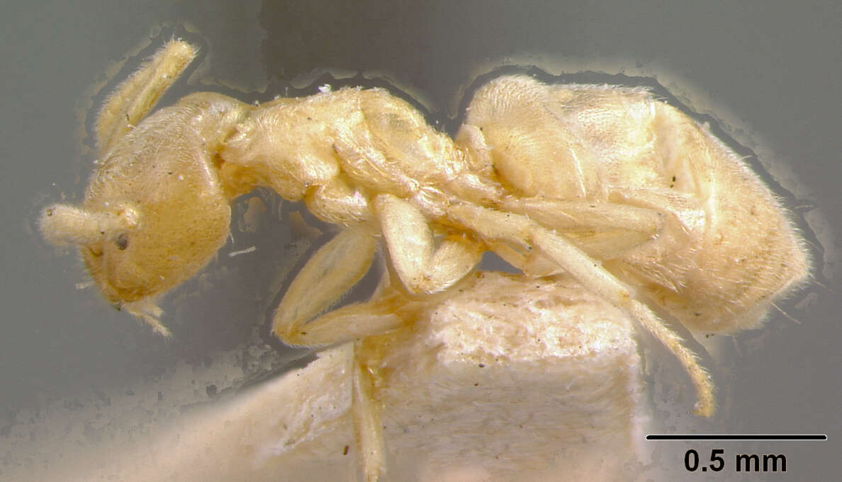 Image de Bothriomyrmex meridionalis (Roger 1863)