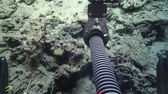 Image of Maze Coral