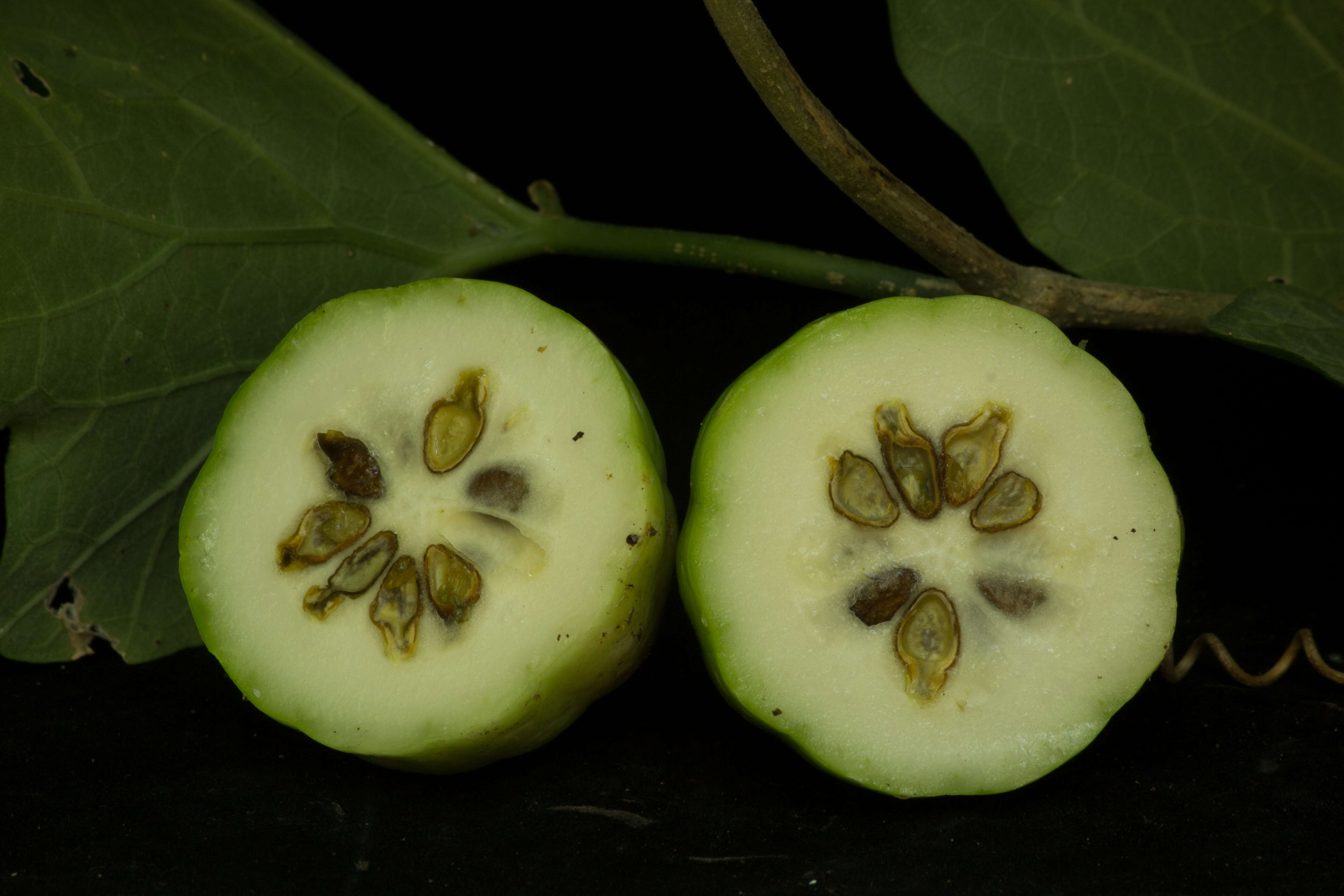 Image of Ibervillea hypoleuca (Standl.) C. Jeffrey