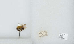 Image of Common carder bumblebee