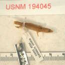 Sphaerodactylus darlingtoni bobilini Thomas And Schwartz 1983的圖片