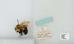 Слика од Bombus affinis Cresson 1864