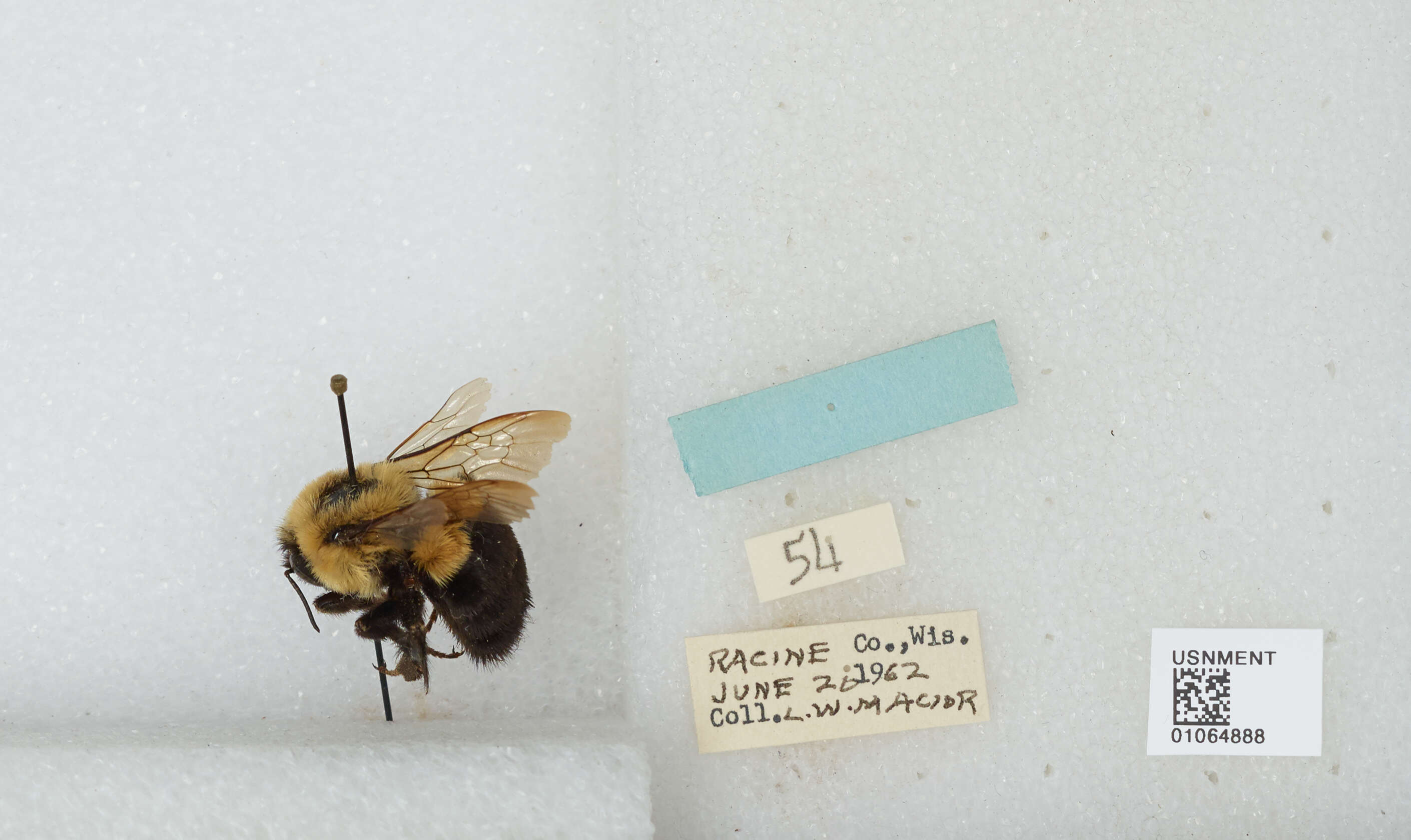 Слика од Bombus affinis Cresson 1864