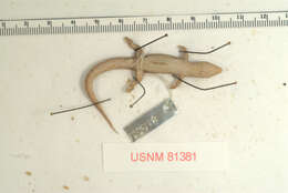 Sphaerodactylus mariguanae Cochran 1934 resmi