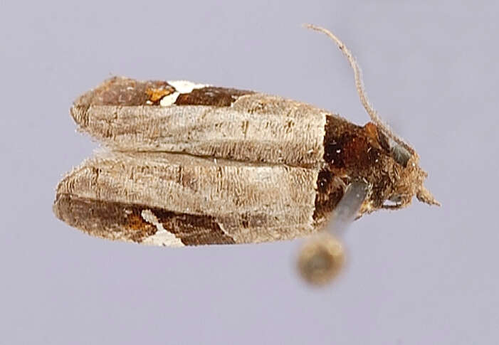 Image of Paraptila pseudogamma Brown 1990