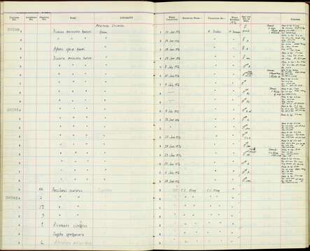 Image de Dicrurus macrocercus harterti Baker & Ecs 1918