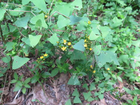 Image of spotted St. Johnswort