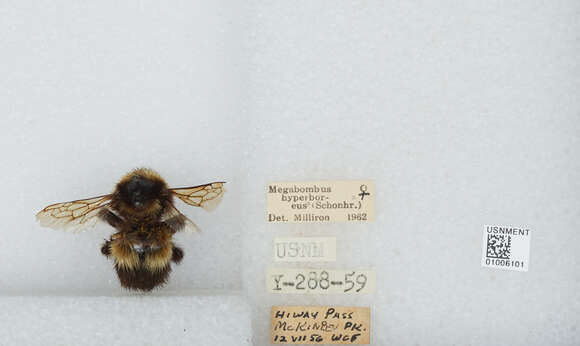 Image of High Arctic Bumble Bee