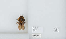 Bombus ephippiatus Say 1837 resmi