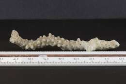 Montipora bernardi var. subglabra Vaughan 1907的圖片