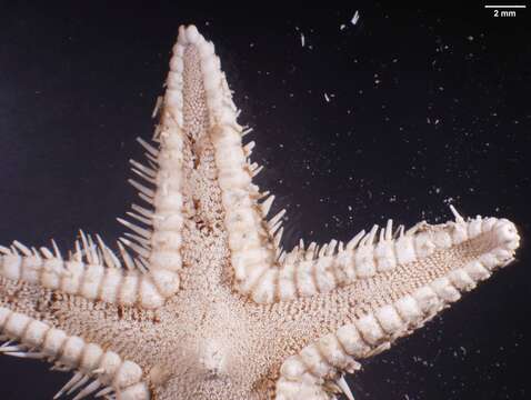 Image of Astropecten antillensis Lütken 1859